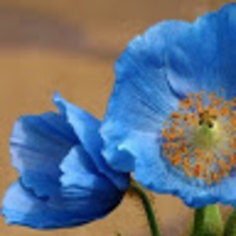 Meet your Posher, Evergreen